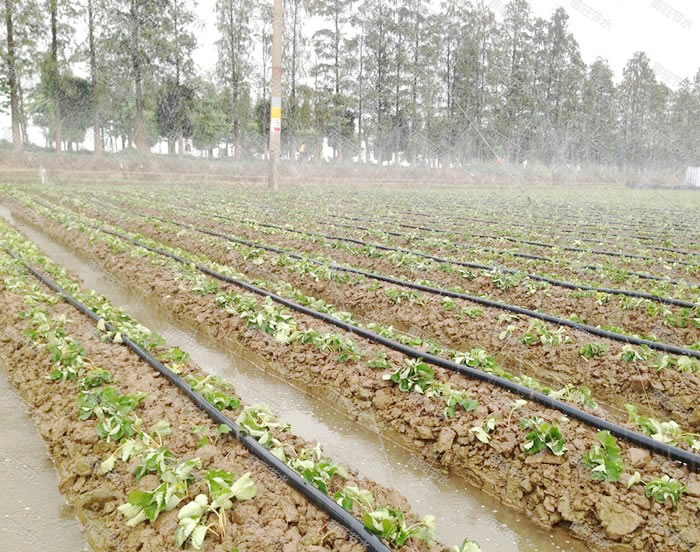 馬鈴薯膜下滴灌栽培技巧特點